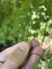 (c) Nathan Aaron, some rights reserved (CC BY) Carex hirtifolia, photograph (c) Nathan Aaron, some rights reserved (CC BY)