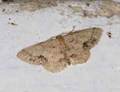 Idaea chotaria