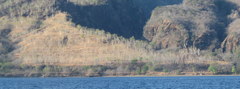 Eucalyptus alba