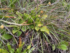 Sanicula maritima