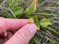 Sanicula maritima