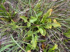 Sanicula maritima