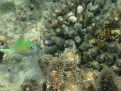 Chromis viridis