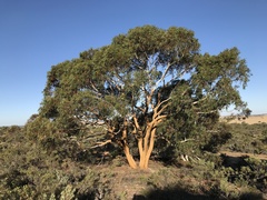 Eucalyptus suberea