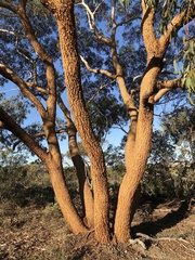 Eucalyptus suberea