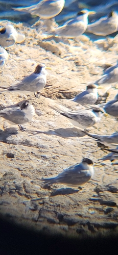 iNaturalist image