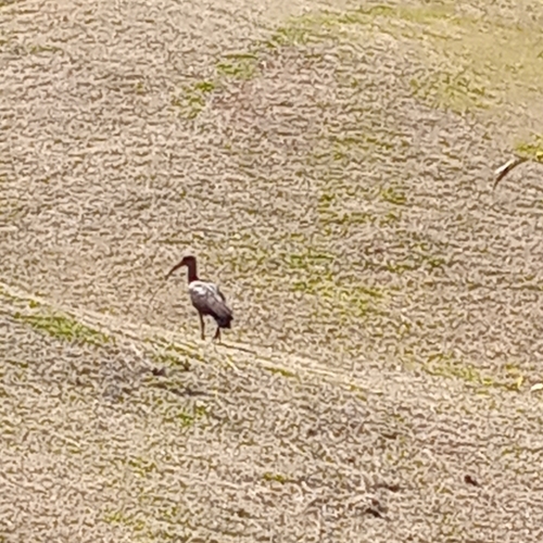 iNaturalist image