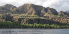 Eucalyptus alba