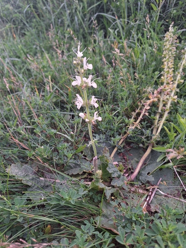 Salvia austriaca, 2026-06-04