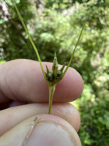Carex jamesii, photograph 2
