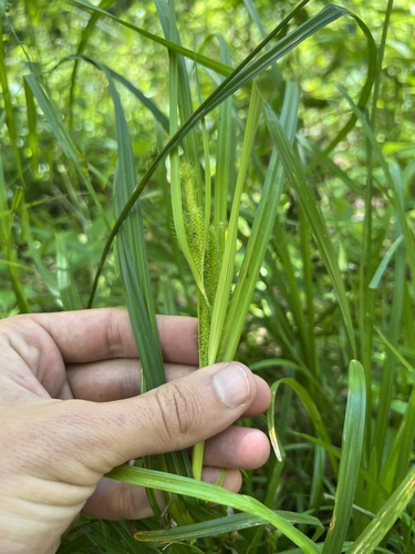 Frank's sedge (Carex frankii)