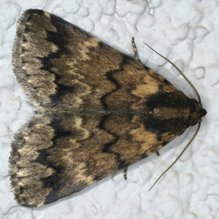 Mormoscopa phricozona