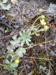 Ranunculus polyrhizos