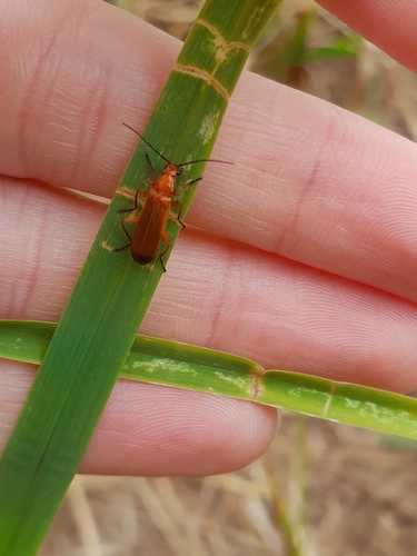 Common Red Soldier Beetle