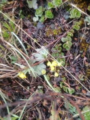 Ranunculus polyrhizos