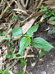 (c) 呂一起(Lyu yi-chi), some rights reserved (CC BY) Dicliptera chinensis, photograph (c) 呂一起(Lyu yi-chi), some rights reserved (CC BY)
