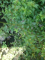 Ludwigia hyssopifolia