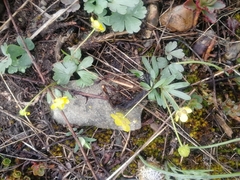 Ranunculus polyrhizos
