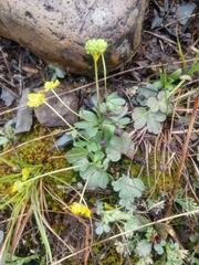 Ranunculus polyrhizos