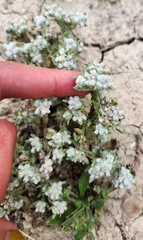 Diaperia verna, photograph (c) Jackie T, some rights reserved (CC BY)