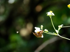 Seseria formosana