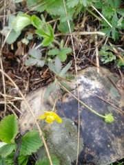 Ranunculus polyrhizos