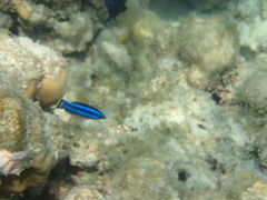 Larabicus quadrilineatus