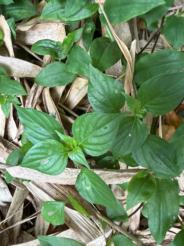 Dicliptera chinensis, photograph 4