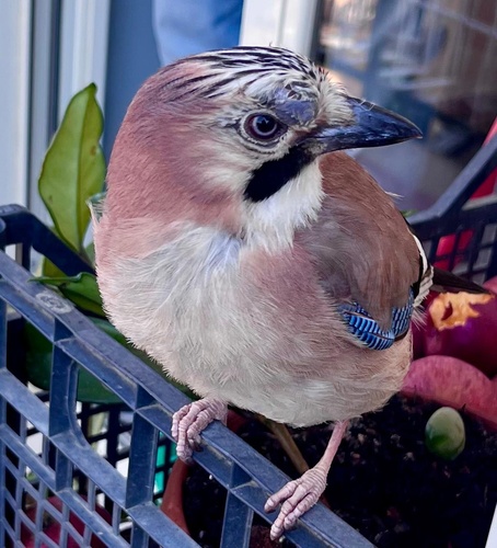 Eurasian Jay