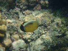Chaetodon austriacus