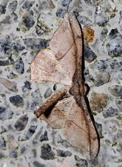 Hyposidra infixaria