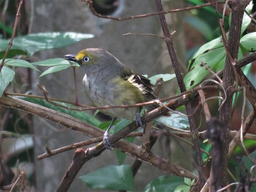 Vireonidae image
