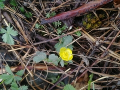 Ranunculus polyrhizos