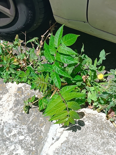 tree-of-heaven