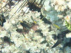 Red Sea Demoiselle photo 2