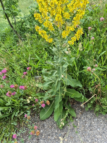 White Mullein