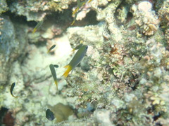 Red Sea Demoiselle photo 3