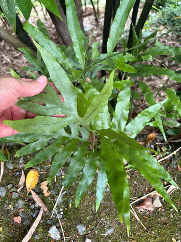 Leptochilus ellipticus, photograph 6