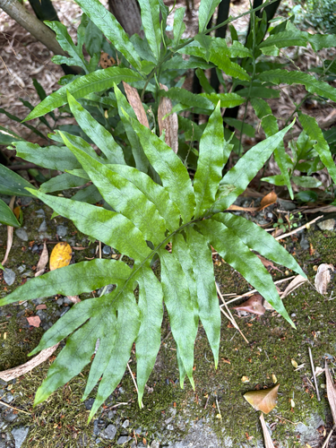 Leptochilus ellipticus, photograph 5