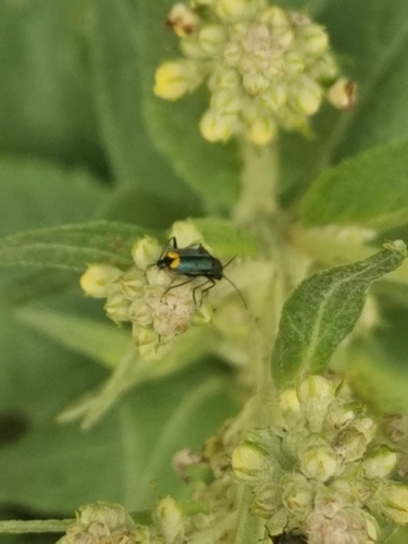 Yellow-fronted Soft-winged Flower Beetle