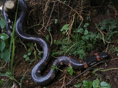 Cylindrophis ruffus