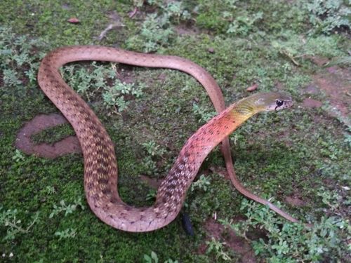 Photo of a Red-necked Keelback (Rhabdophis subminiatus)