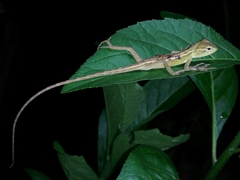 Calotes versicolor