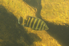 Heterotilapia buettikoferi