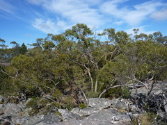 Eucalyptus goniocalyx viridissima