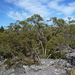 Eucalyptus goniocalyx viridissima - Photo (c) Dean Nicolle, osa oikeuksista pidätetään (CC BY-NC), lähettänyt Dean Nicolle