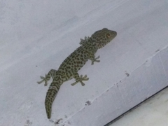 Gekko gecko