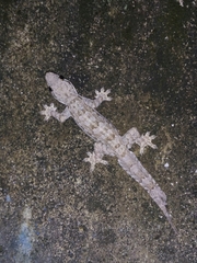 Hemidactylus platyurus