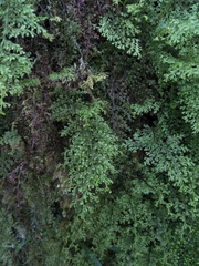 Hymenophyllum polyanthon