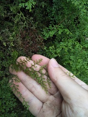 Hymenophyllum polyanthon